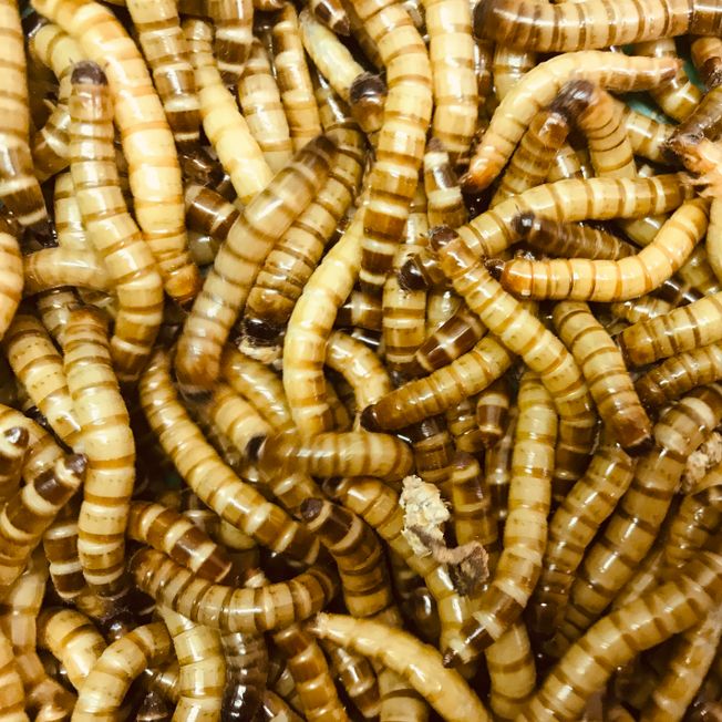 120g morio worms (approximately 150 )