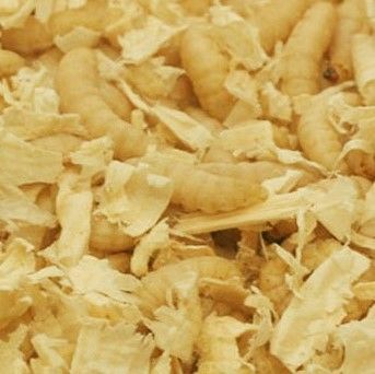  15g wax worms ( approx 50 )
