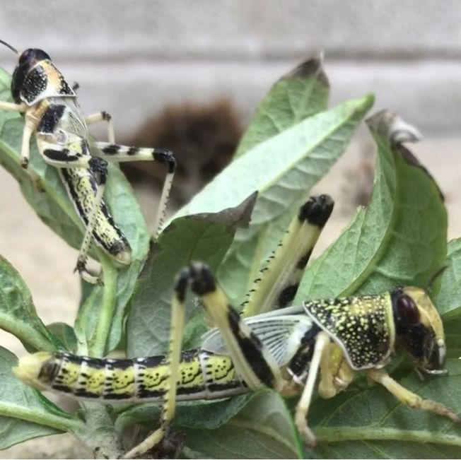 100 large Locust (30 - 40 mm)