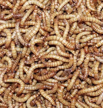 60g mealworms 