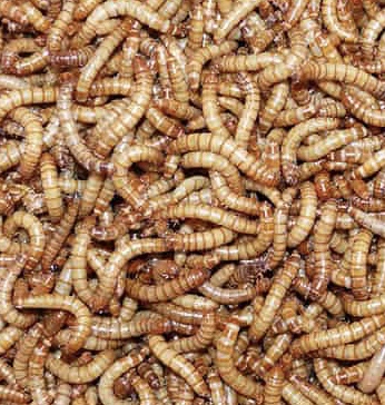 Meal Worms  UK Waxworms Ltd