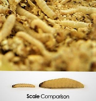 mini wax worms ( 6000+ )